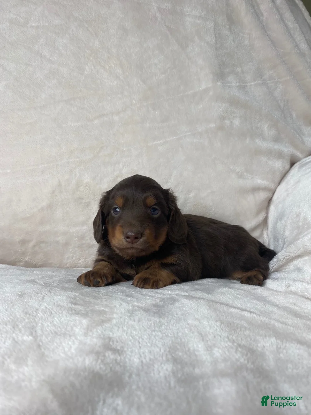 Miniature Dachshund dogs for sale: Miniature Dachshund 1 - Ad 1