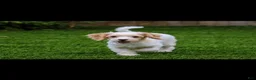 Cavapoo dogs for sale: Viking 🐶 - Ad 17