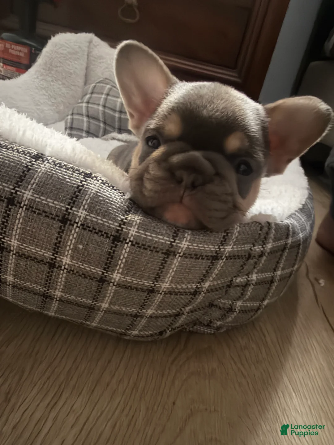 French Bulldog dogs for sale: French Bulldog Puppy 1 - Ad 2