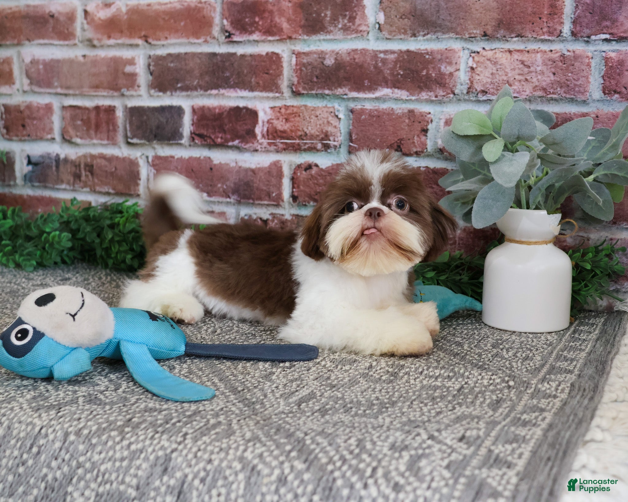 Shih Tzu dogs Andre - Ad 1