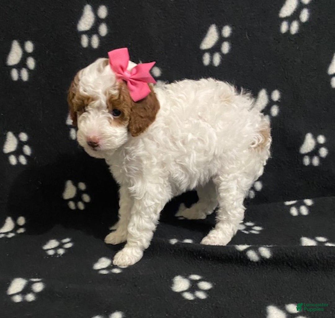 Miniature Poodle dogs for sale: Bella - Ad 4