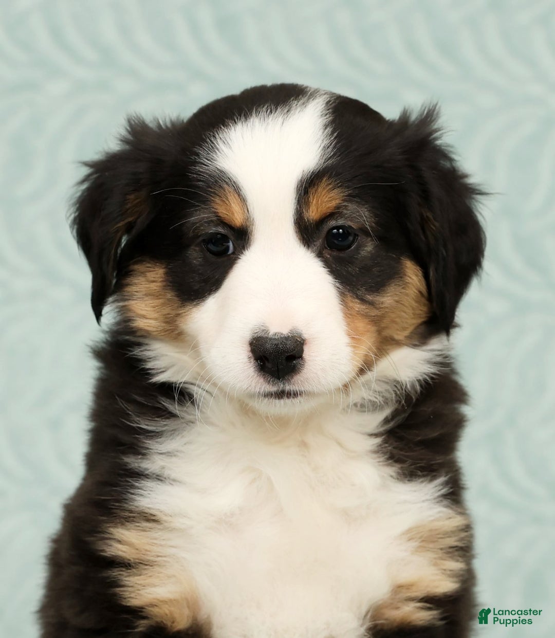 Australian Shepherd dogs for sale: Oakley - Ad 9