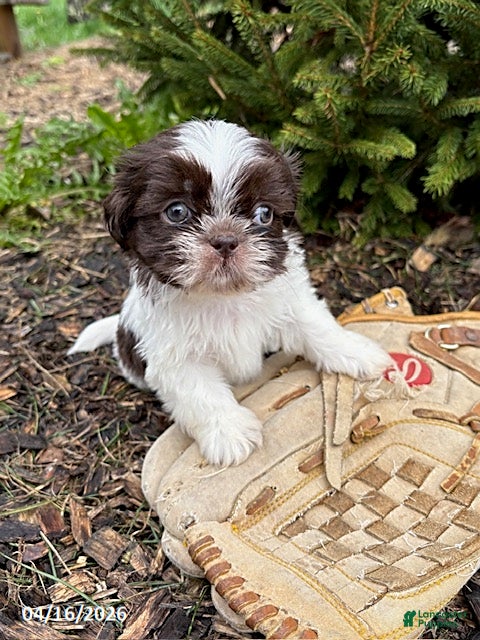 Shih Tzu dogs Ashton - Ad 2