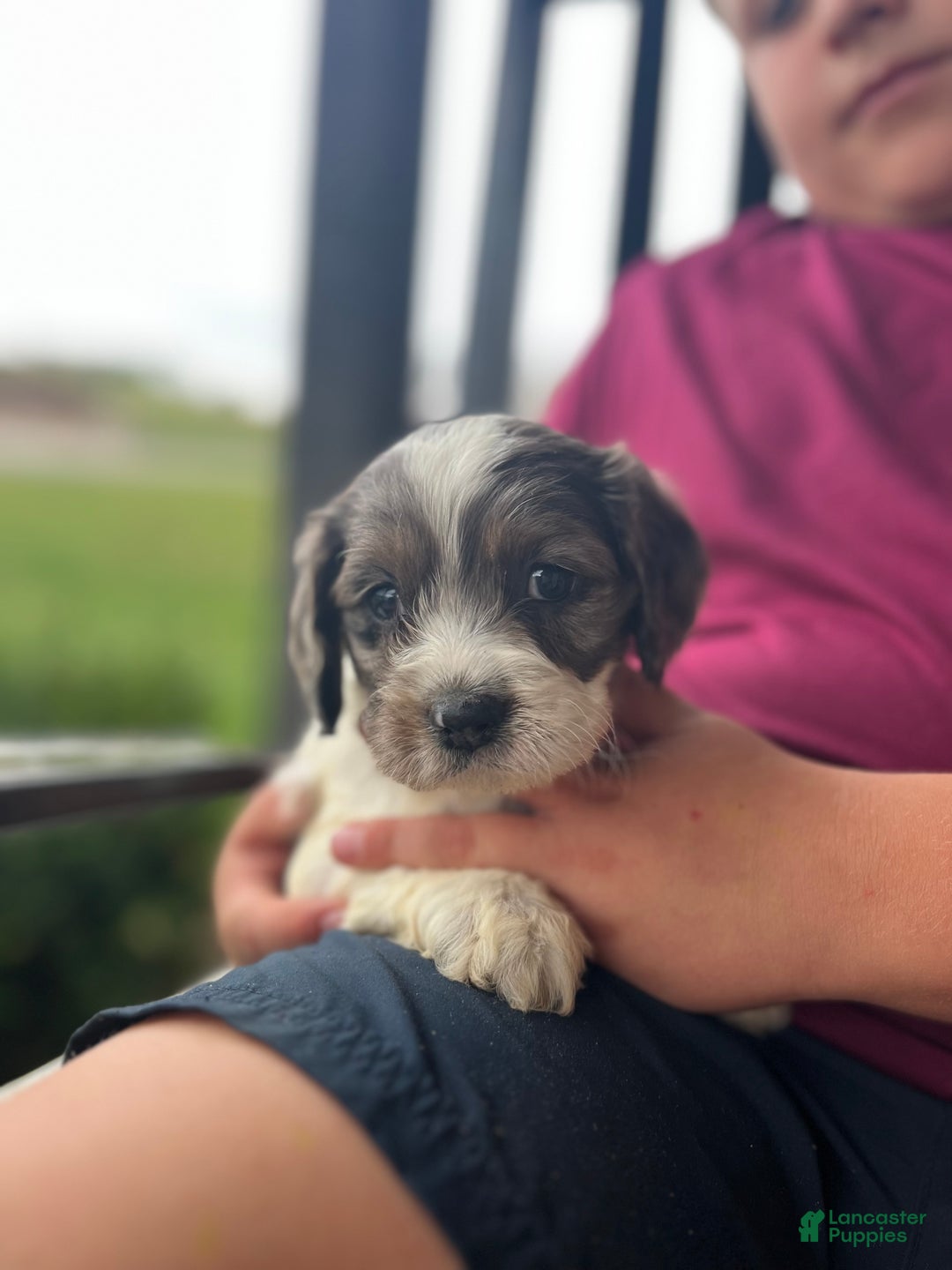 Cockapoo dogs for sale: Cedar - Ad 1