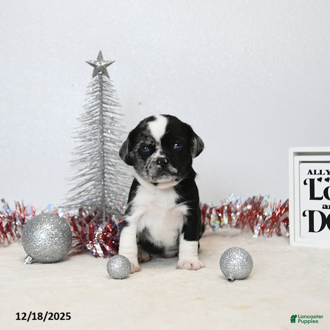 Puggle dogs for sale: Ginny - Ad 3