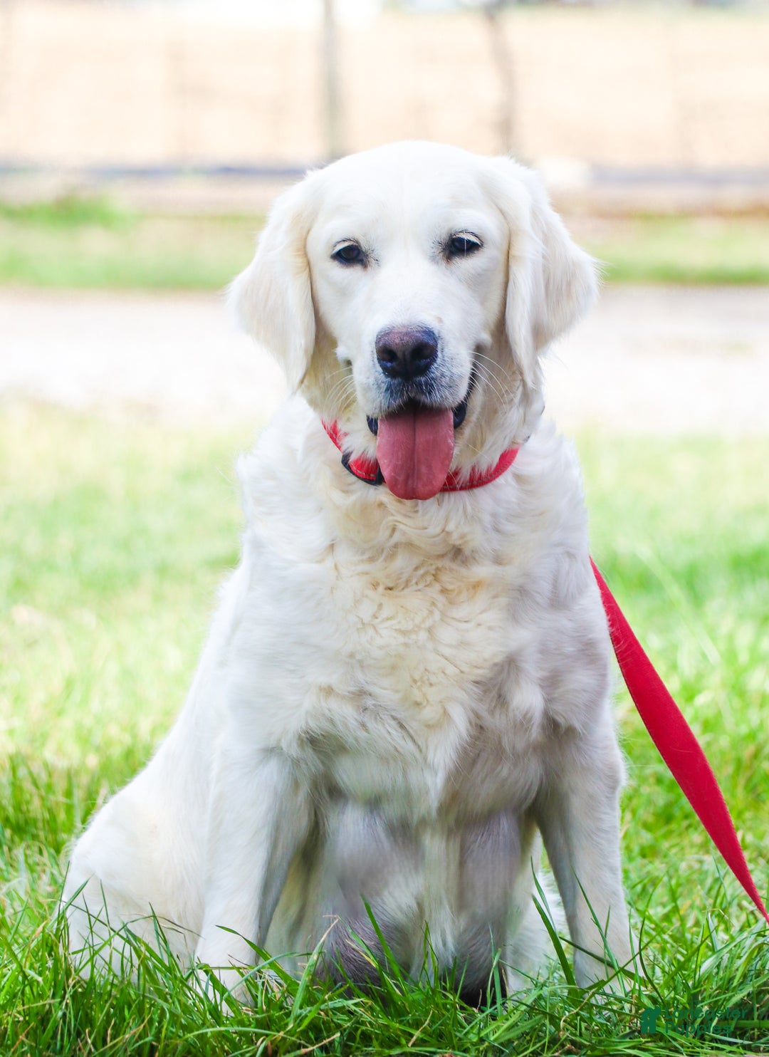 Golden Retriever dogs for sale: Nora - Ad 7