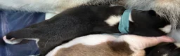 Siberian Husky dogs for sale: Princess Nimue - Ad 7