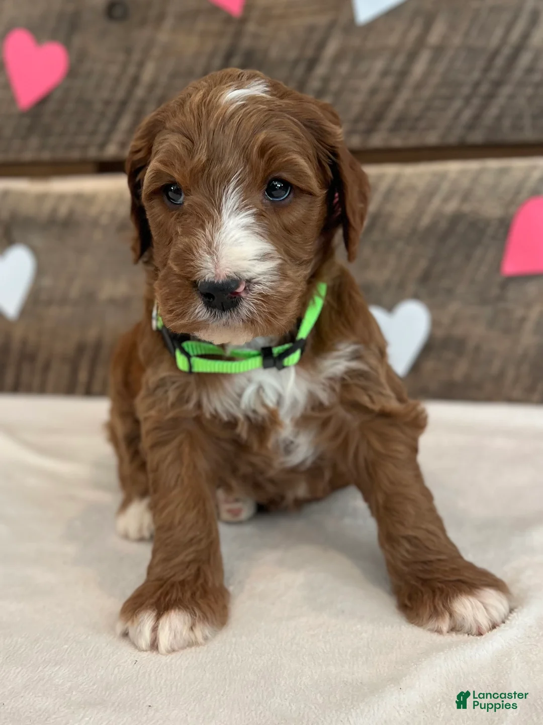 Irish Doodle dogs for sale: Theodore - Ad 18