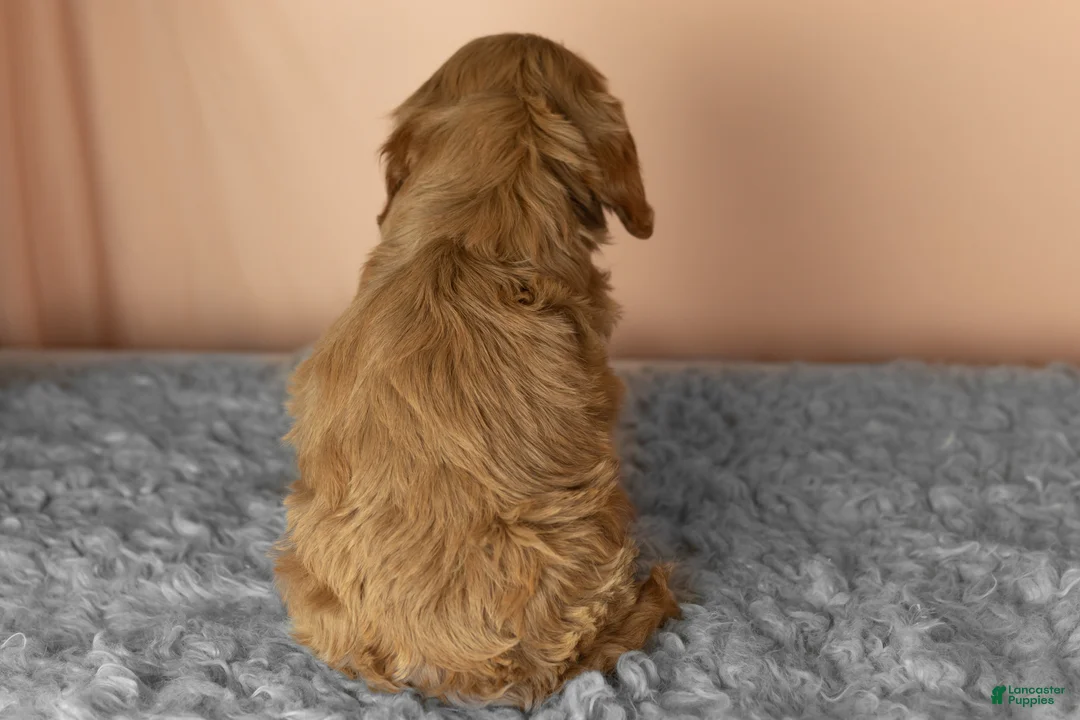 Mixed Breed dogs for sale: Bentley  - Ad 4