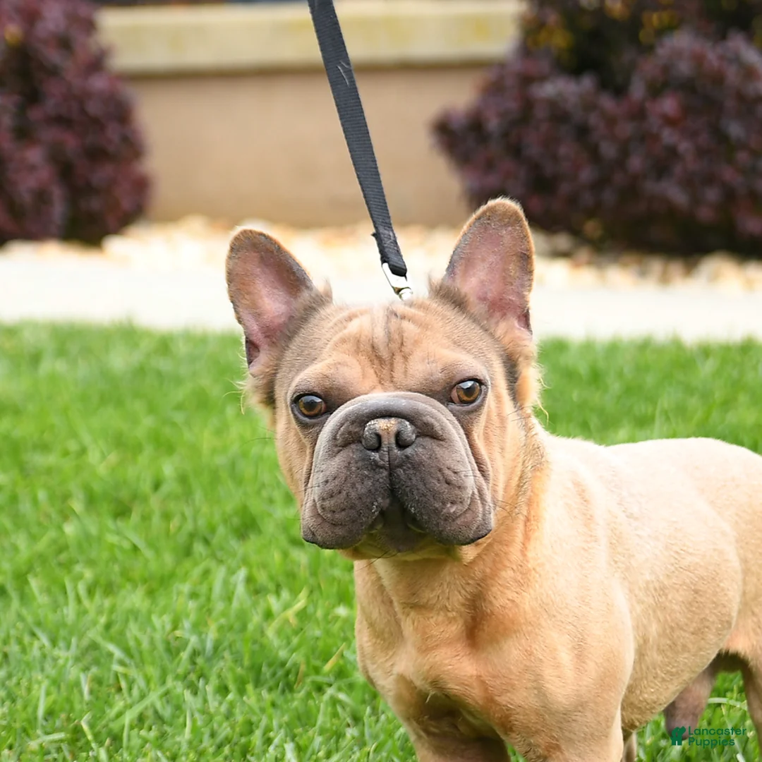 French Bulldog dogs for sale: Roy  - Ad 2