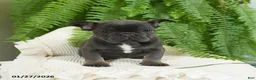 French Bulldog dogs for sale: Texas - Ad 6
