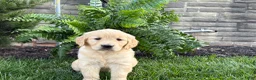 Golden Retriever dogs for sale: Luna - Ad 3