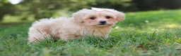 Maltipoo dogs for sale: Annie - Ad 4