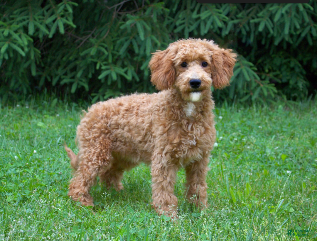 Mini Goldendoodle dogs for sale: Radishes - Ad 5