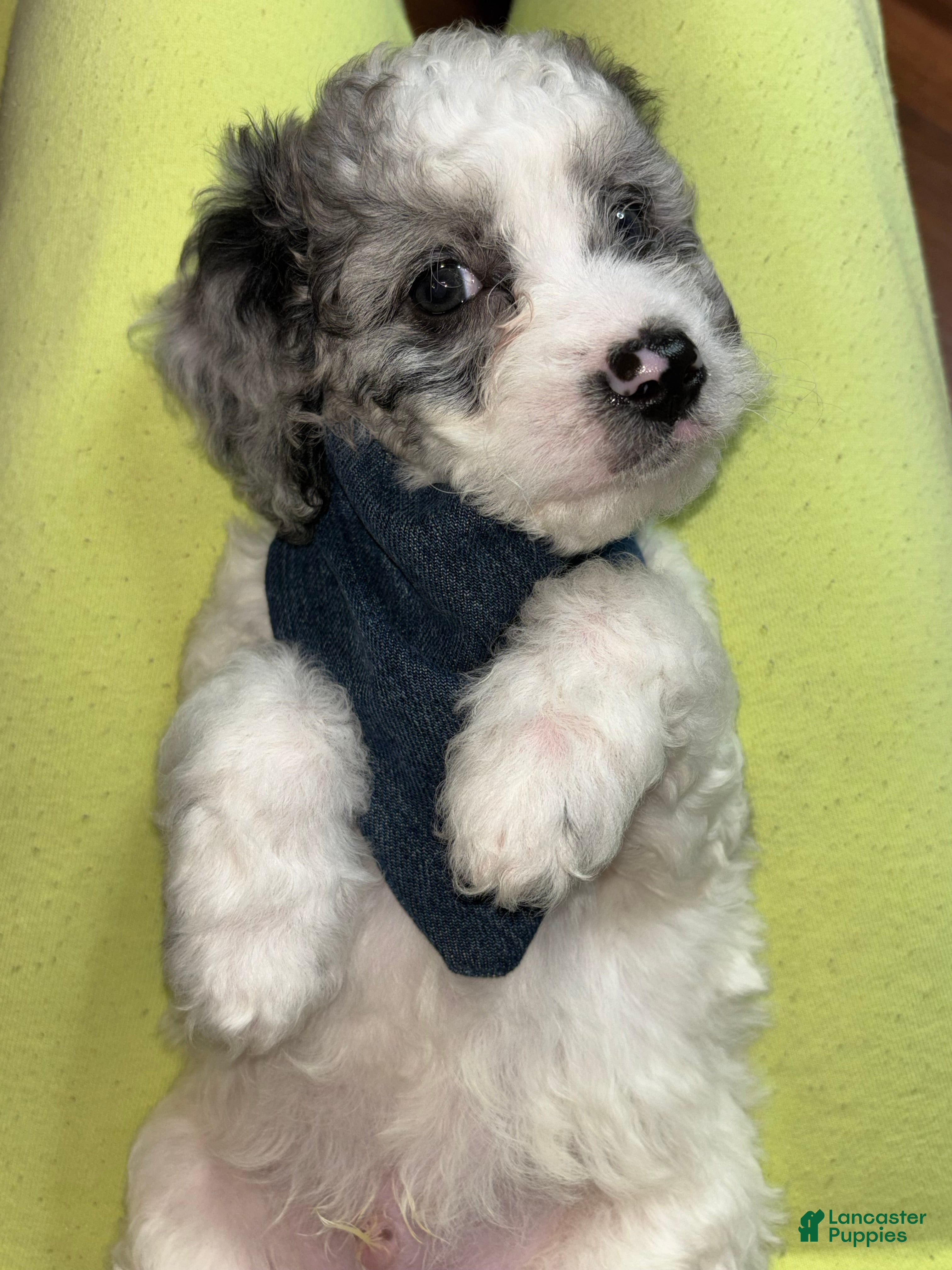 Mini Goldendoodle dogs BENTLEY  - Ad 2