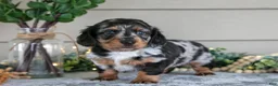 Miniature Dachshund dogs for sale: Whimsey - Ad 1