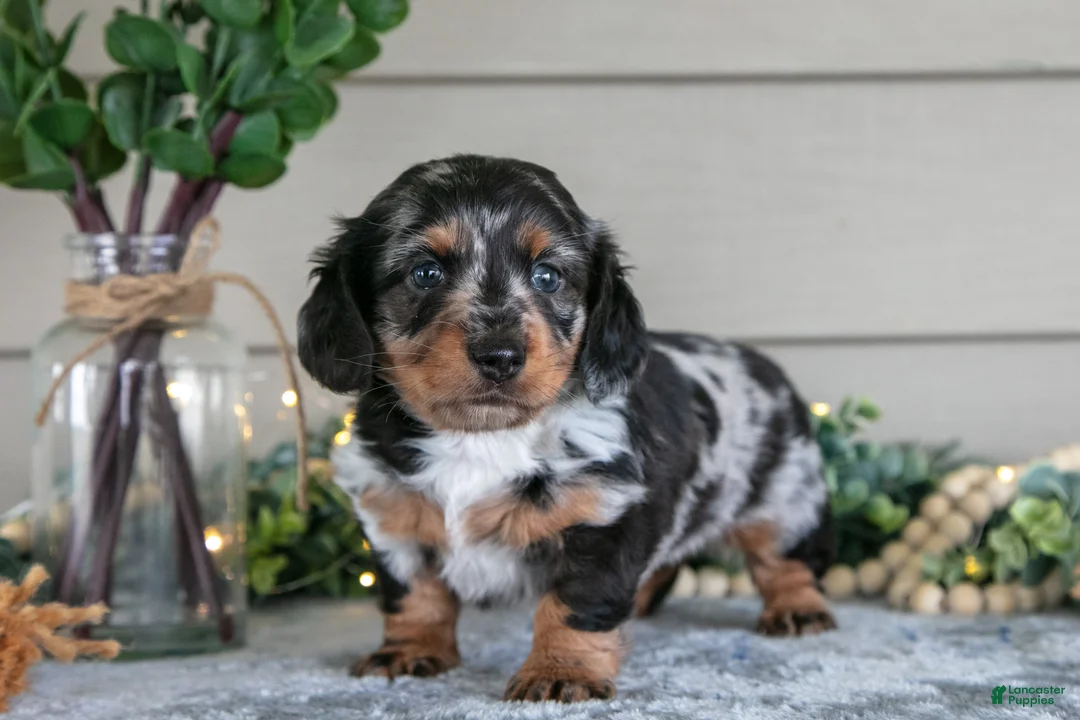 Miniature Dachshund dogs for sale: Whimsey - Ad 1