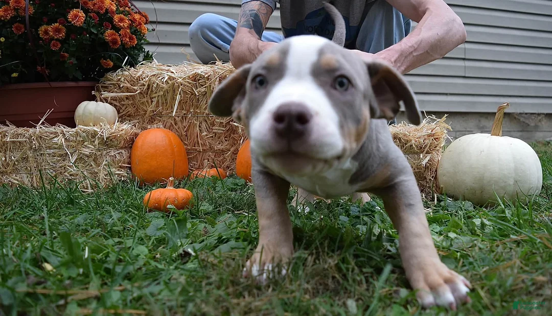 American Bully dogs for sale: American Bully 4 - Ad 2