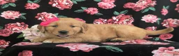 Golden Retriever dogs for sale: Maggie - Ad 4