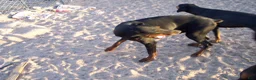 Doberman Pinscher dogs for stud: loki stud dog - Ad 3
