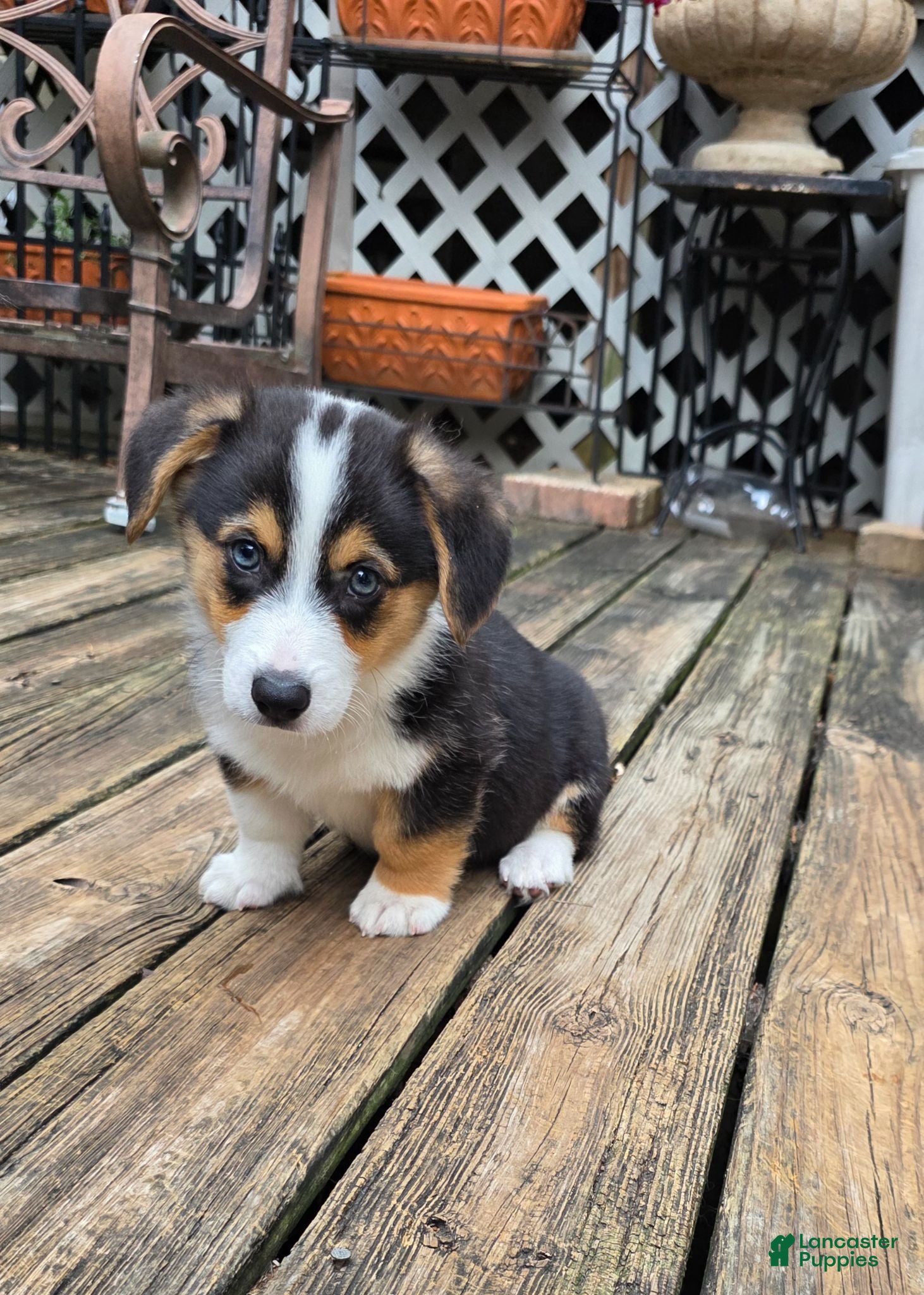 Welsh Corgi Pembroke dogs Welsh Corgi Pembroke 1 - Ad 1