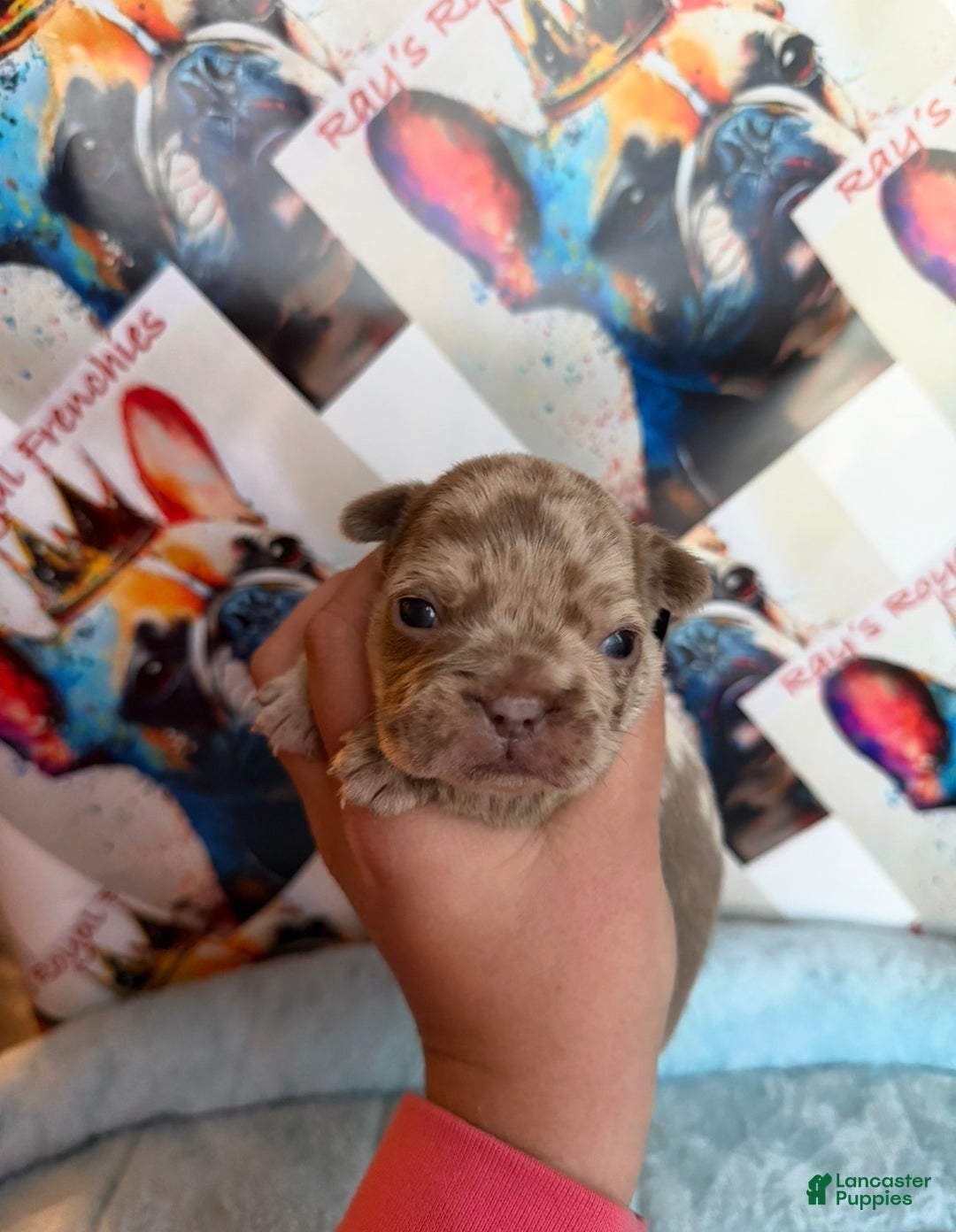 French Bulldog dogs for sale: Boo - Ad 14