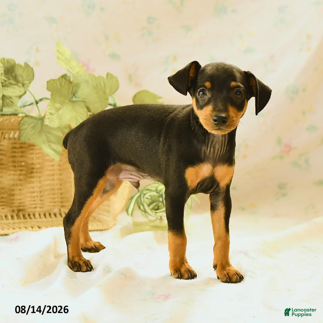 Miniature Pinscher dogs for sale: Rodney - Ad 1