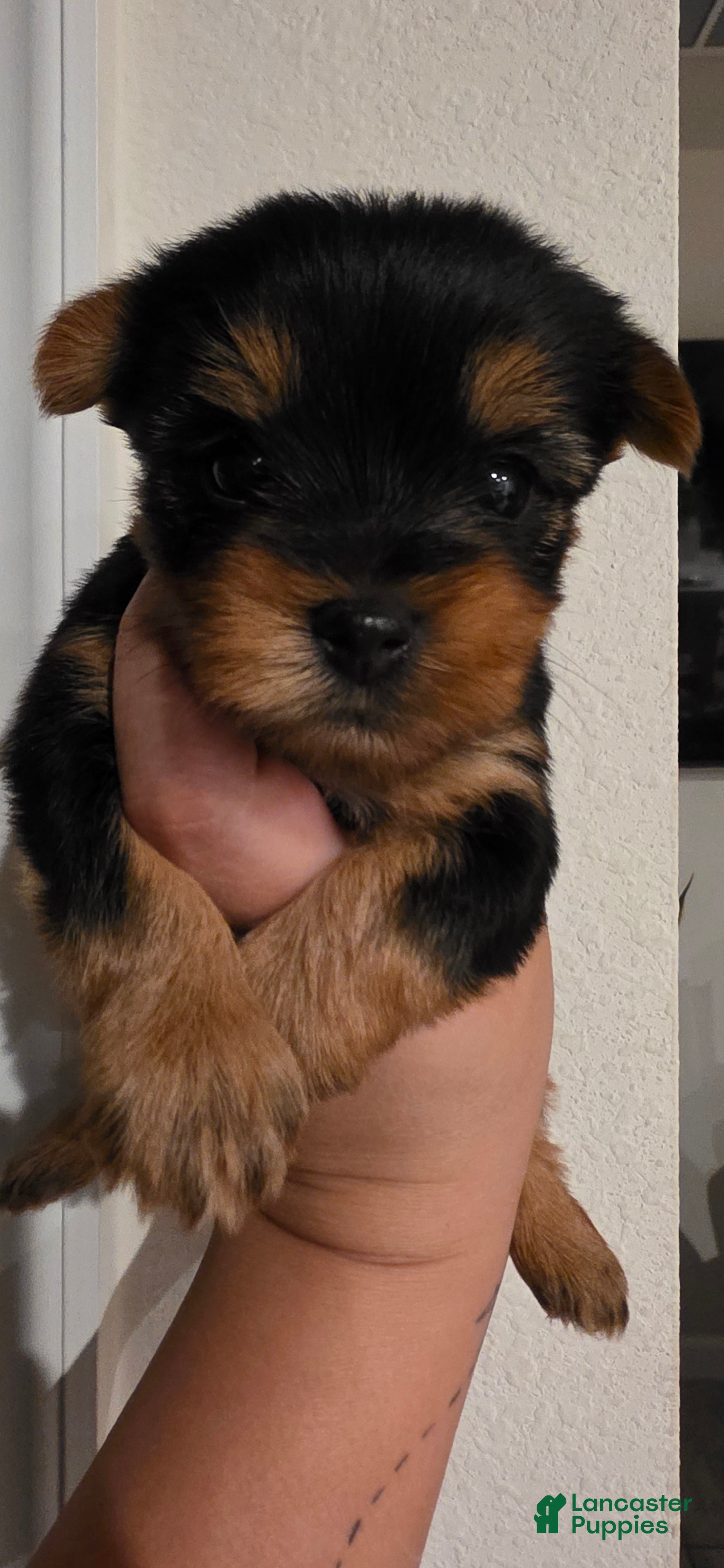 Yorkshire Terrier dogs Storm - Ad 40