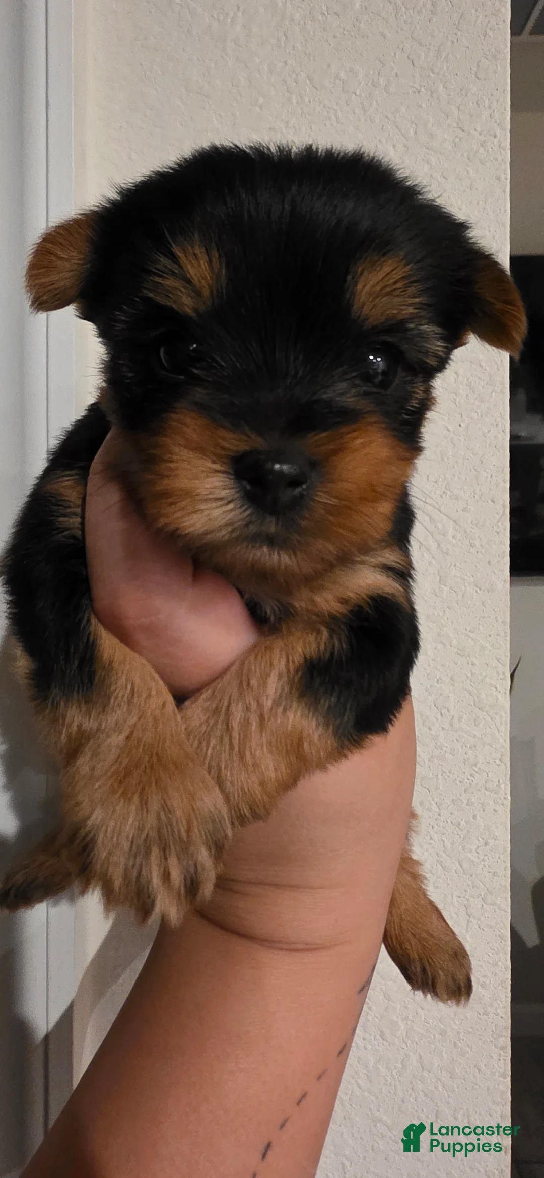 Yorkshire Terrier dogs for sale: Storm - Ad 1
