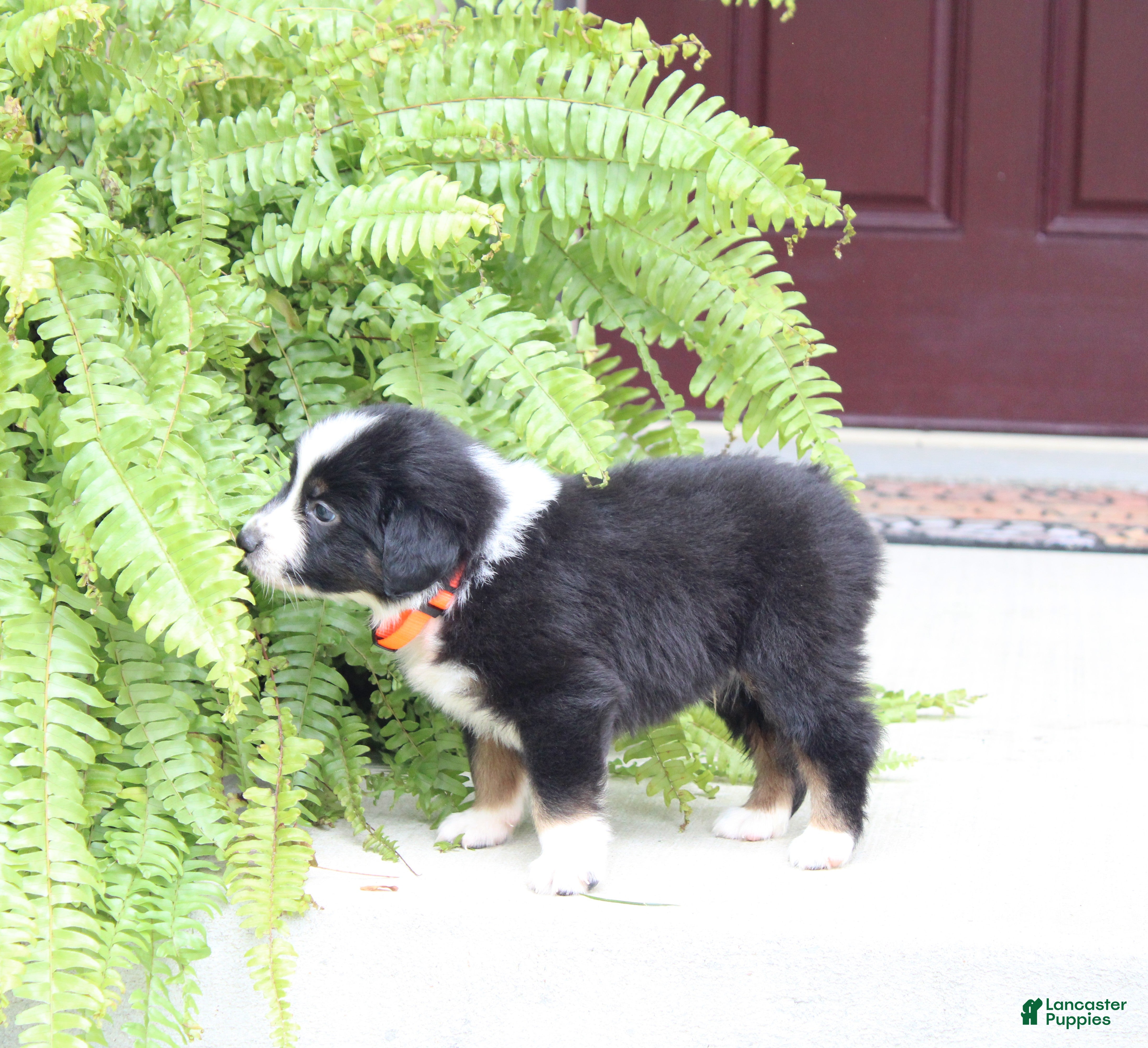 Miniature Australian Shepherd dogs Archer - Ad 2
