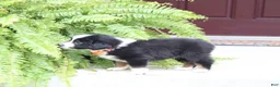 Miniature Australian Shepherd dogs for sale: Archer - Ad 2