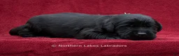 Labrador Retriever dogs for sale: Noah - Ad 4