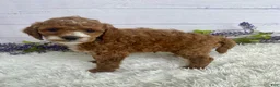 Miniature Poodle dogs for sale: Tyson - Ad 3