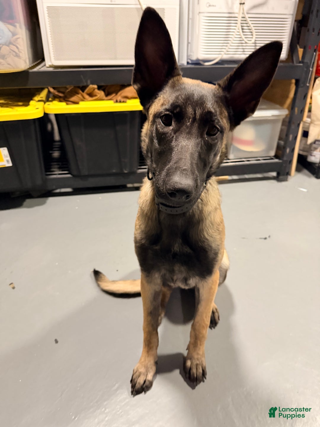 Belgian Malinois dogs for sale: Luna - Ad 4