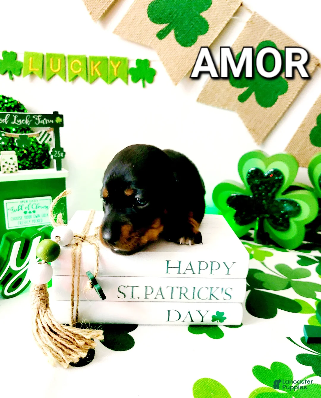 Miniature Dachshund dogs for sale: Amor - Ad 4