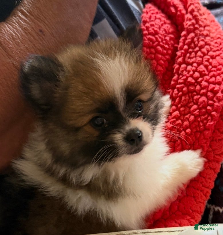 Pomeranian dogs Beethoven  - Ad 1