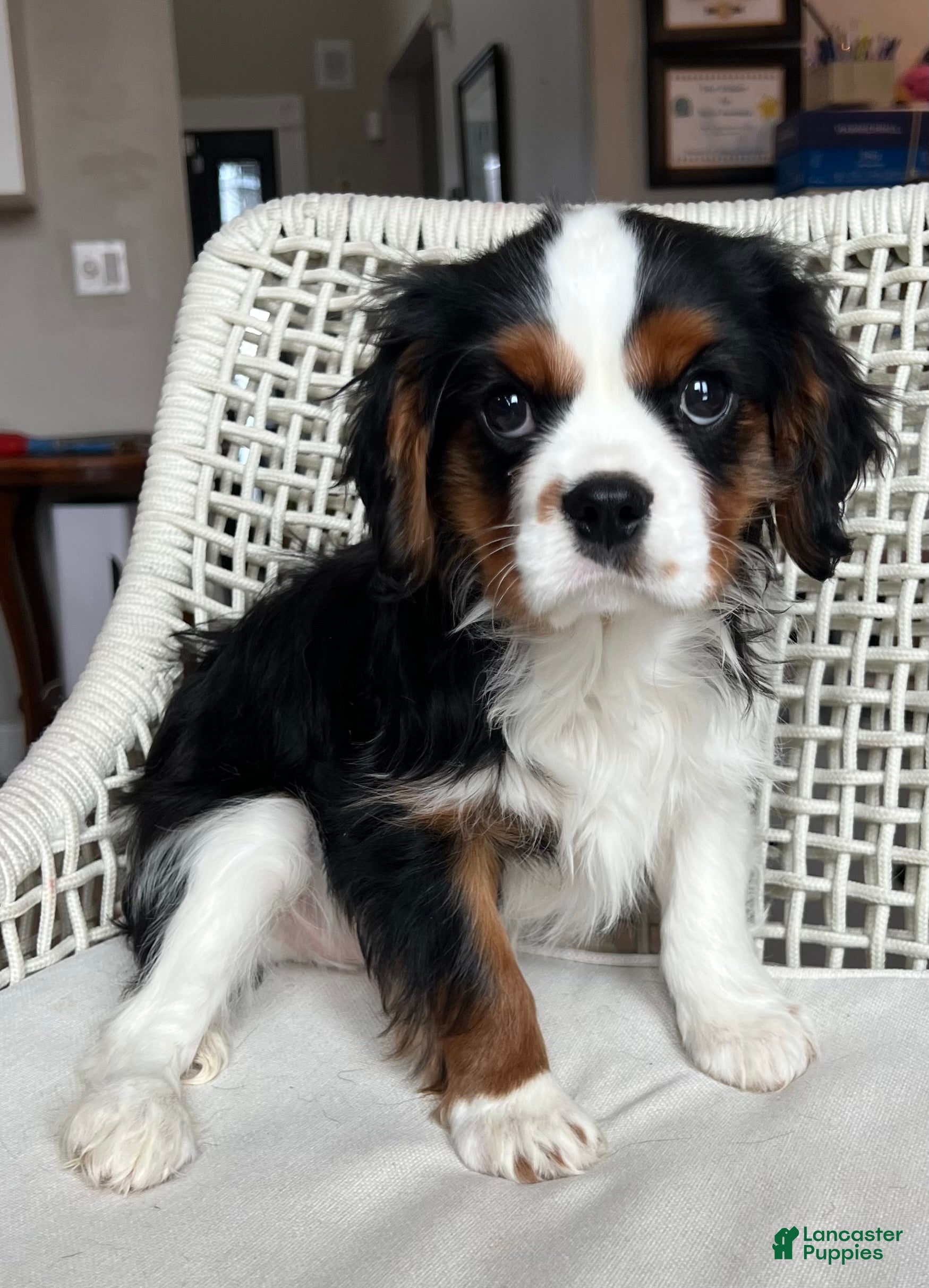 Cavalier King Charles Spaniel dogs Cavalier King Charles Spaniel Puppy 2 - Ad 1