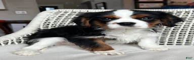 Cavalier King Charles Spaniel Puppy 2