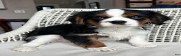 Cavalier King Charles Spaniel dogs for sale: Cavalier King Charles Spaniel Puppy 2 - Ad 1