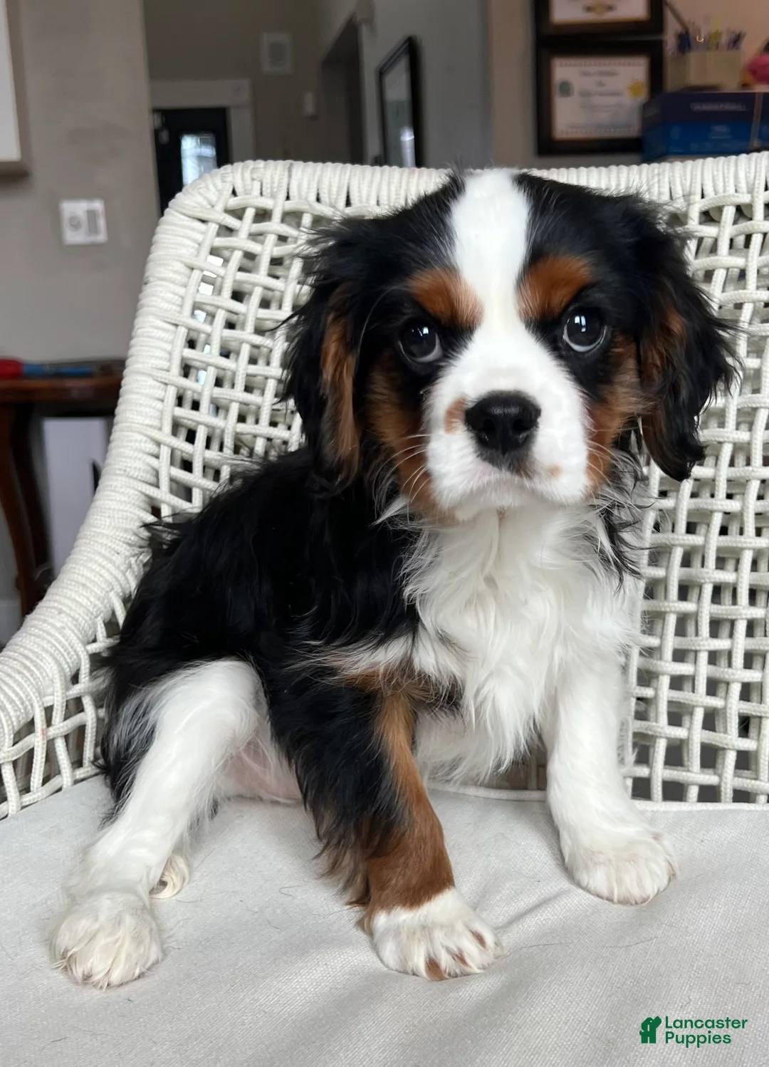 Cavalier King Charles Spaniel dogs for sale: Cavalier King Charles Spaniel Puppy 2 - Ad 1