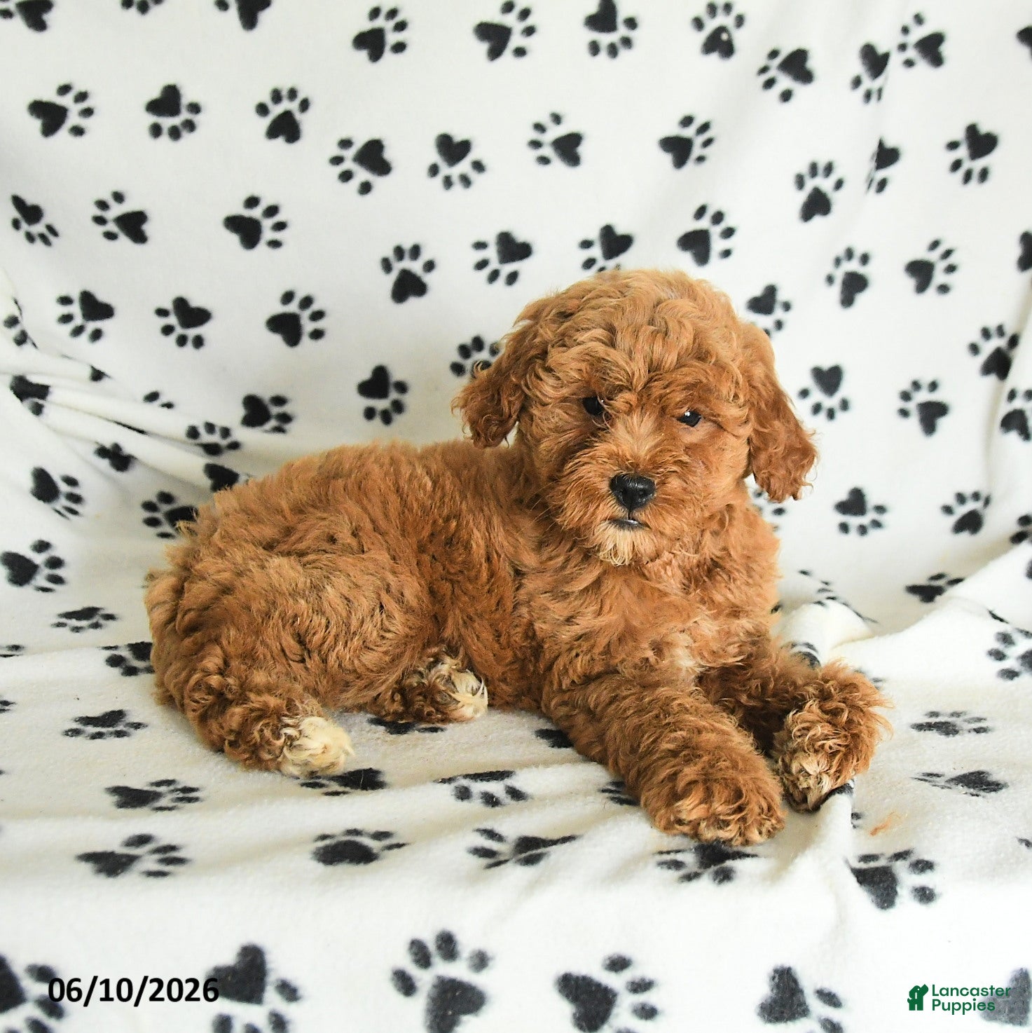 Mini Goldendoodle dogs Ruby - Ad 2