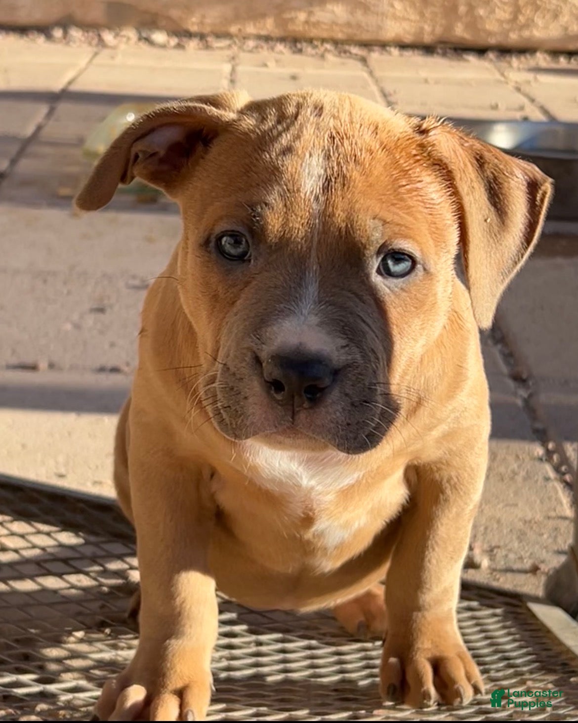 American Bully dogs JADE - Ad 21