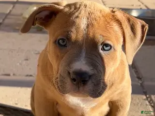 American Bully dogs JADE - Ad 21