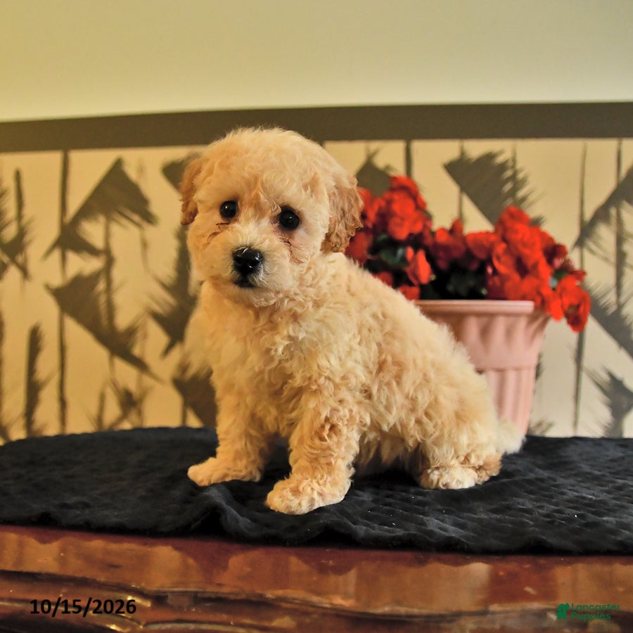 Bichpoo dogs for sale: Kyle - Ad 1