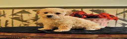 Bichpoo dogs for sale: Kyle - Ad 3