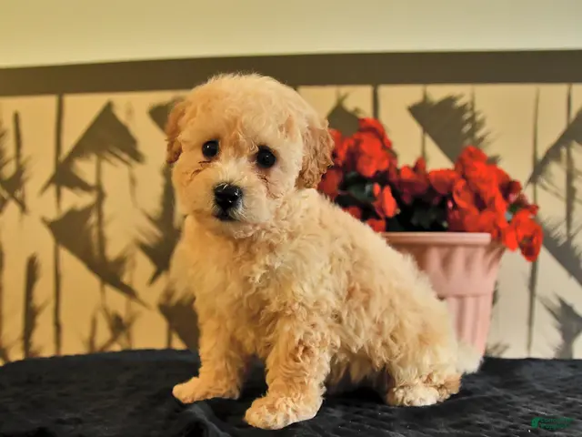 Bichpoo dogs for sale: Kyle - Ad 1