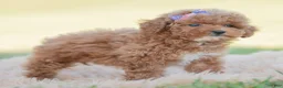 Toy Poodle dogs for sale: Krymsun - Ad 6