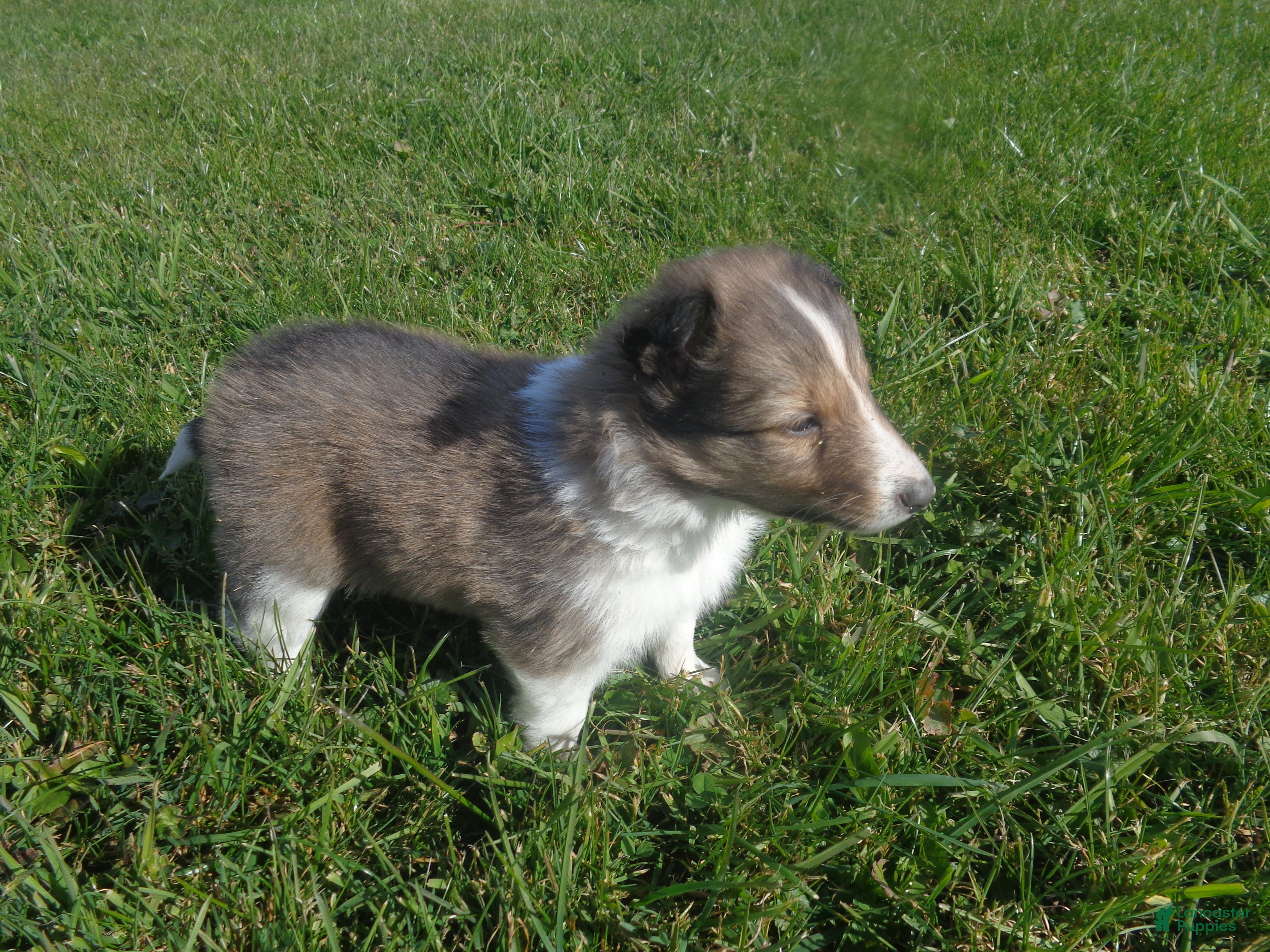 Shetland Sheepdog dogs for sale: Shetland Sheepdog 4 - Ad 21