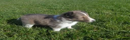Shetland Sheepdog dogs for sale: Shetland Sheepdog 4 - Ad 1