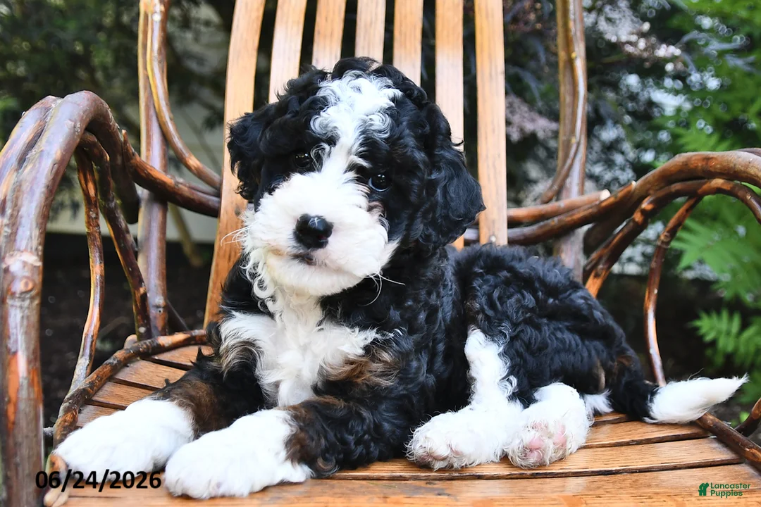 Mini Bernedoodle dogs for sale: Midnight - Ad 1